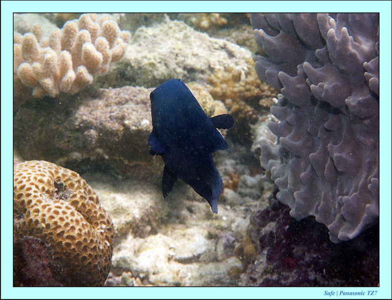 2011 - 08 - Bohey Dulang Island 11